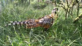 Reeves Pheasant Male Call