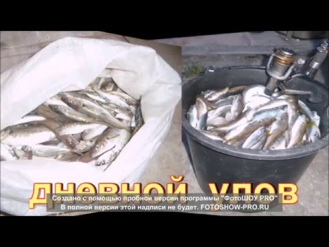 когда ловить ставриду в новороссийске когда ловить ставриду в новороссийске