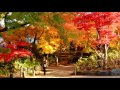 2015秋 真っ赤に染まった本土寺の紅葉（千葉県松戸市）Autumn Colors of Hondoji Temple Matsudo city Japan