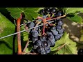 Video Carpineto Wine - Montepulciano Estate