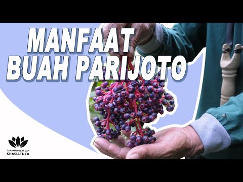 Manfaat buah parijoto untuk kesehatan