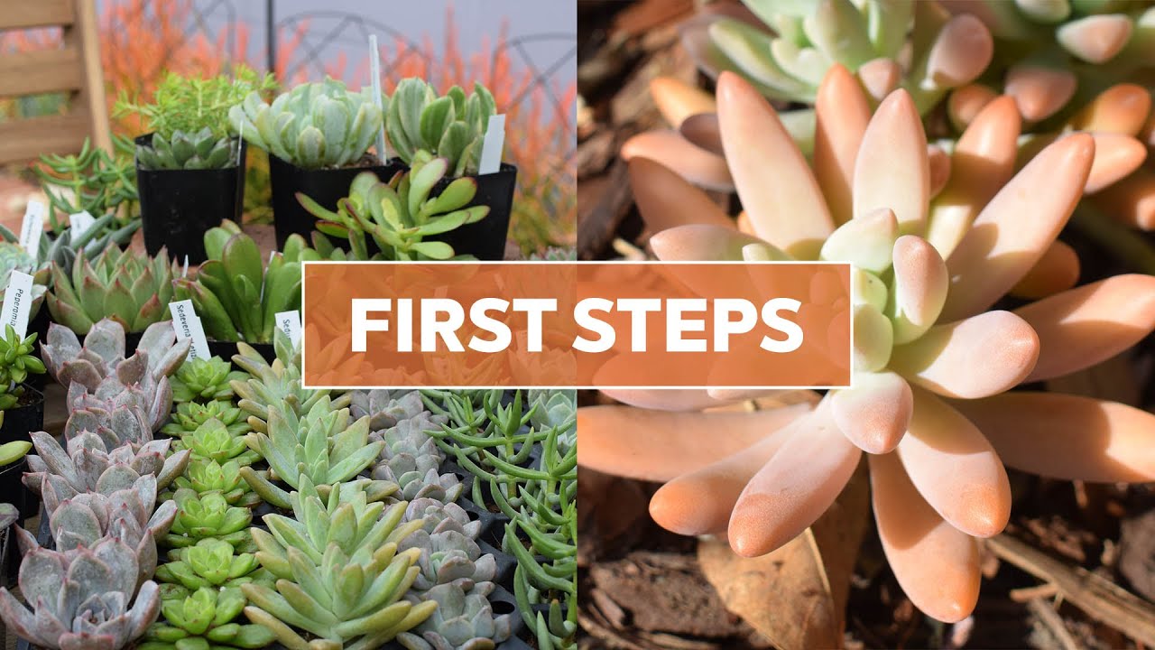 Receiving Your Online Succulent Order - First Steps