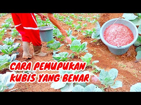 cara memupuk kubis yang baik dan benar