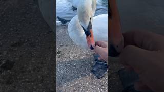 Petting A Swan