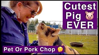 Why Choose KuneKune?? Pet Mini, Tea Cup, Micro Pig VS Meat Pig? Smallest Pig Breed. Cute Piglets