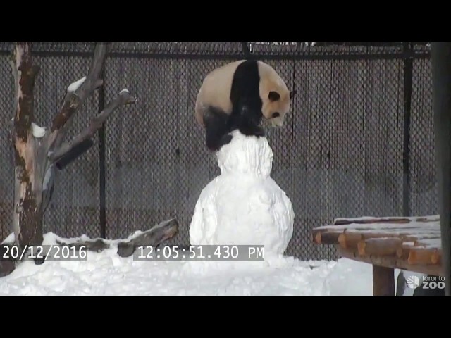 Toronto Zoo Giant Panda vs. Snowman - Video