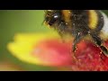 Hazard - Digital Bumble Bees