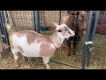 Chick X Hazel! Breeding Nigerian Dwarf Goats