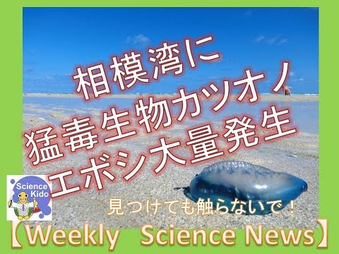 相模湾に猛毒生物カツオノエボシ大量発生!見つけても触らないで!【Weekly Science News】
