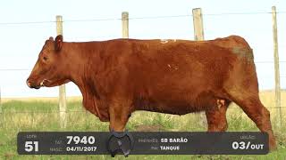 LOTE 51 - VENTRES ANGUS - LEILÃO SÃO BIBIANO 2021