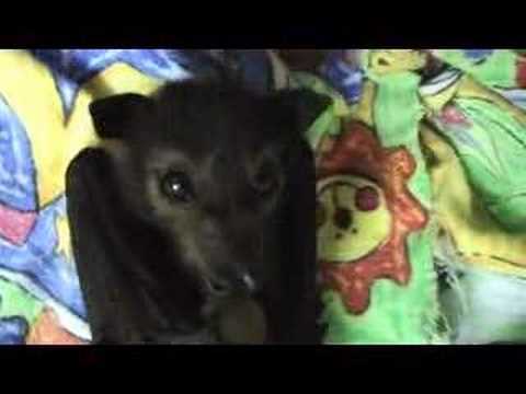 Cute baby Fruit Bat