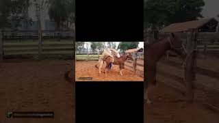 Donkey Mating With Brown Horse