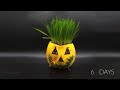 Growing Jack O'Plantern Time Lapse
