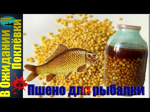 ловля карася на пшеницу ловля карася на пшеницу