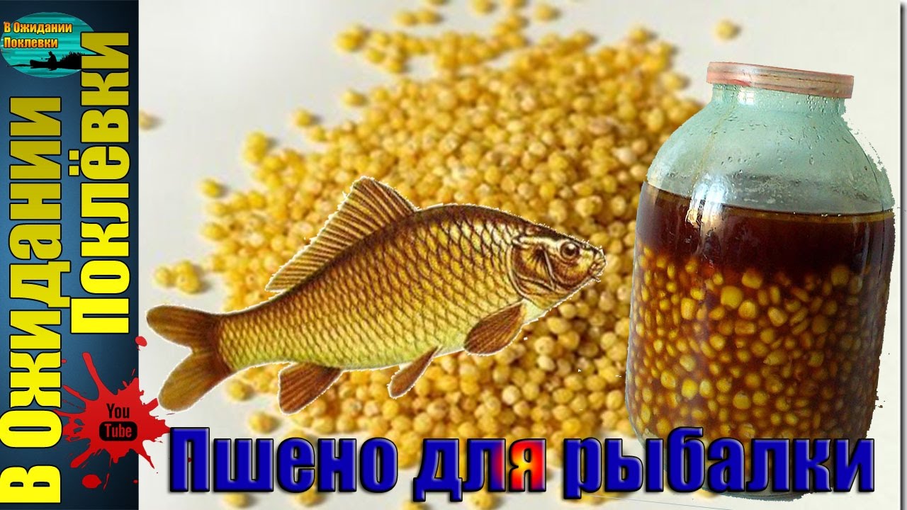 ловля рыбы на ферментированную пшеницу ловля рыбы на ферментированную пшеницу
