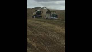 Chopping Oats Nz Silage 2016
