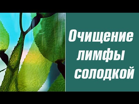 Очистка лимфы в домашних условиях простой 200 Очистка лимфы в домашних условиях простой 174
