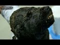 El ANIMAL CONGELADO de MILES de AÑOS HALLADO en SIBERIA que ...