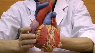 心臓，実物大5分解モデル，心臓弁レリーフ付：動画