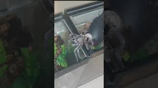 Huge Tarantula Rehouse - Phormingochilus Sp. Sabah Blue