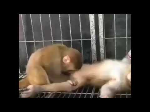 Секс Обезьяна С Девочкой