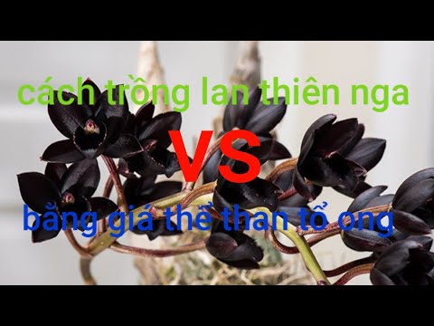 cách trồng lan thiên nga và giá thê trồng