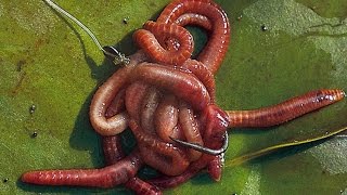 уловистая прикормка для леща зимой уловистая прикормка для леща зимой