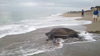 World's Biggest Turtle Found... Must Watch!