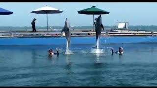 Dolphin Lodge Deluxe Program