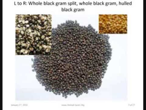 Header of black gram