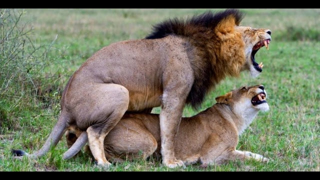 Лев Занимается Сексом С Львицей