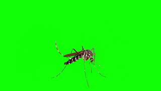 Green Screen Mosquito No Copyright Green Screen Insect Fly Mosquito Free Download