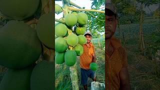 Sunrise Harvest Green Papaya Straight From The Farm