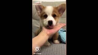 PET CATS AND DOGS CO FUNNY VIDEO 2018