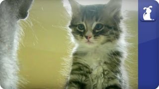 Kittens Wrestling On A Bed