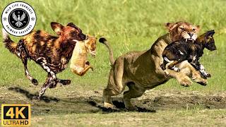 Savane Sauvage Confrontations Brutales Sur La Terre Indomptée