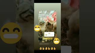 Tovuq Bilan Mushuk Urushi