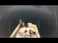 sharking 005