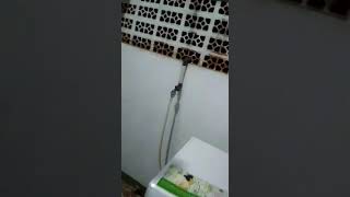 Suara musang