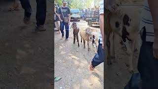 Kambing Galak Lucu Kambing Gila Lucu Gambar Kambing Lucu Kambing Garut Lucu Lagu Anak Kambing Caca