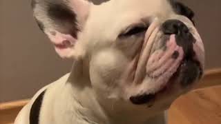 Funny and Cute Halloween Costumes for Dog 2019 | Dogs Are Awesome
