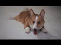 Testing the Zeiss C/Y 85mm f/1.4 on Noodle the Corgi