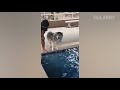 Animals In Predicaments: Funny Animal Fails (March 2018) | FailArmy