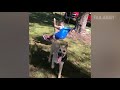Animals In Predicaments: Funny Animal Fails (March 2018) | FailArmy