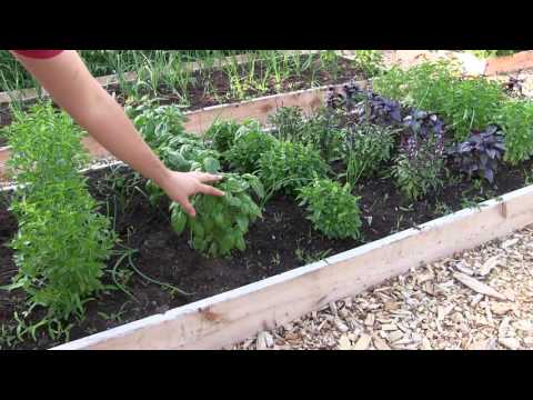 How to Grow Basil - Complete Growing Guide