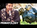 StarTalk Podcast: Cosmic Queries – Primatology