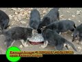 Питомник Аманауз. Щенки немецкой овчарки.<br