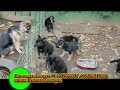 />подробнее о собаках и питомнике