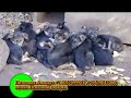на сайте - http://veo.blister.ru/veo-bebi.htm