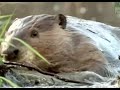 BBC Wildlife Beavers the Master Builders